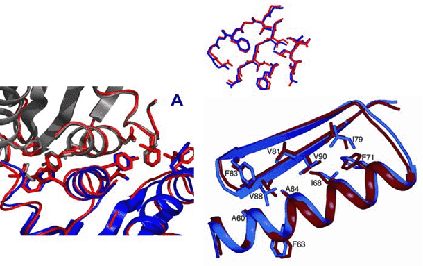 Protein Design